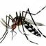 Information about the tiger mosquito